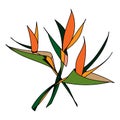 Strelitzia royal, an abstract image of a bouquet of three flowers. Vector isolated drawing.